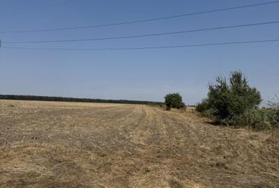 Mihailesti - Giurgiu Teren intravilan - 40.600 mp, deschidere 55 ml - 4