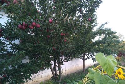 Oportunitate deosebita in Zona Metropolitana Brasov - 8