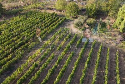 Teren intravilan Tecuci/Podgorie si Pomi Fructiferi/5000 mp - 3