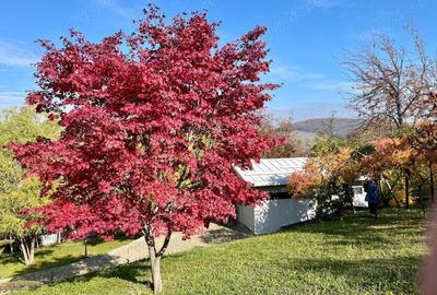 O Casa de Vis in Garcina Rasfa? in Natura! - 6