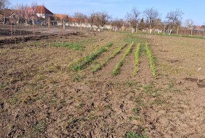 Casă cu 2 camere în Șiclău - 4