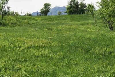 Teren în Stoenești - 7