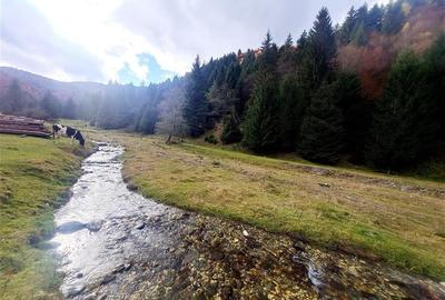 Teren intravilan panoramic 4.600mp,view iconic Piatra Craiului,oportunitate prem - 12