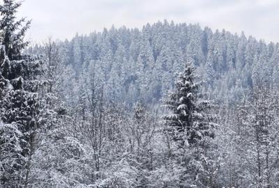 Teren de 22600 mp, în Sucevița - 6