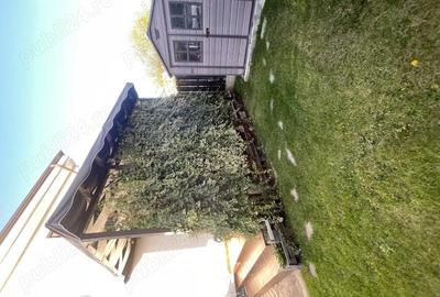 Vand casa in centrul orasului Slatina Vand casa in centrul orasului Slatina - 4