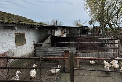 Spațiu comercial, în Stelnica - 7