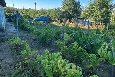 Galati, 1 ha vita de vie si casa 3 cam, pretabil amenajare turism viticol - 12