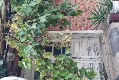 Vand casa in Cladova - 5