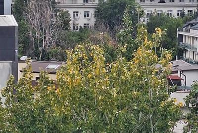 Piata Victoriei(Dr. Felix), apartament 2 camere, centrala proprie, bloc 1989 - 8