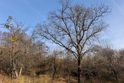 Teren intravilan Breaza 4,000mp cu  utilitati. Panorama superba. Intimitate. - 7