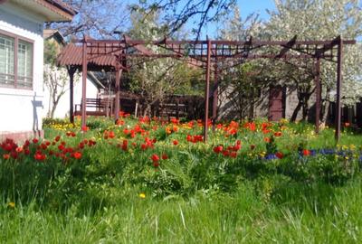 Casă cu 3 camere cu Teren 1000 Mp în Central - 8