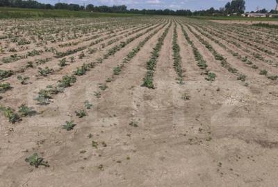 Teren extravilan, 1ha,zona centurii Radauti - 4