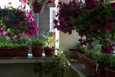 Casă cu 2 camere în Central - 1