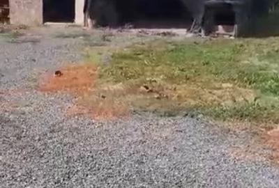 Casa 2 camere in Zam - ID : RH-38533-property - 6