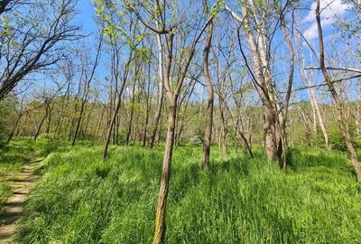 Teren de vanzare / Dem Radulescu - 7