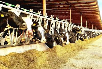 Ferma zootehnică funcțională, populată cu peste 200 capete bovine, aproape d - 1