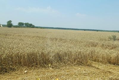 Teren agricol intravilan de 4000 mp, în Dimieni - 4