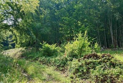 Teren montan cu priveliste si izvor - 5727mp in Buces, langa padure - 10
