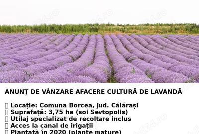 De vanzare plantatie de lavanda - 3