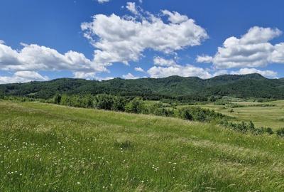 Teren de 14900 mp, în Crizbav - 5