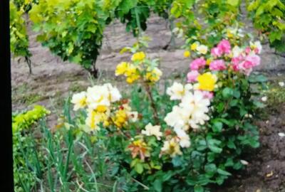 Casa cocheta la cheie - 6