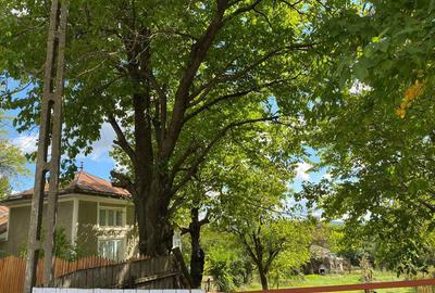 Casă cu 4 camere în Ciortești - 2