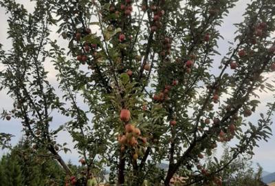 Casă cu 5 camere cu Teren 600 Mp în Paltin