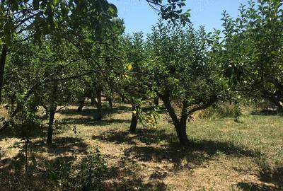 Vand 1200 mp (teren intravilan+ casa), Leu , jud Dolj livada pomi - 5