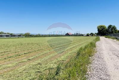 Teren intravilan 10.000 mp in Stupini, Brasov - 6