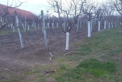 Teren de 966 mp, în Păuca - 3