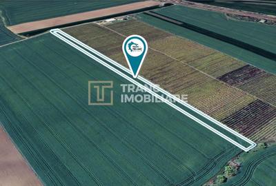 Teren agricol extravilan de 10057 mp, în Zimandu Nou - 2