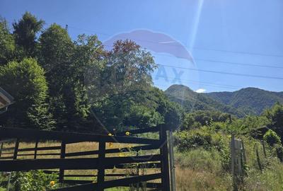 Teren de 4000 mp, în Păscoaia - 29