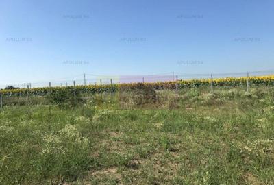 Teren Domnesti- Depozit Emag - 3