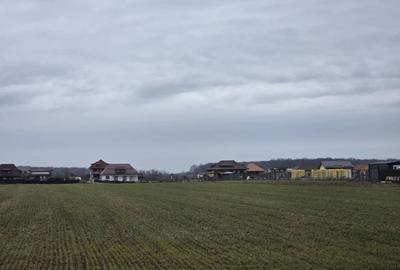 Teren de 10000 mp, în Bălteni - 2