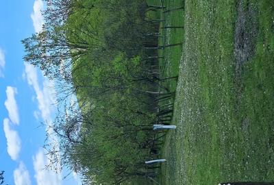 Teren de 10000 mp, în Tomșani - 9