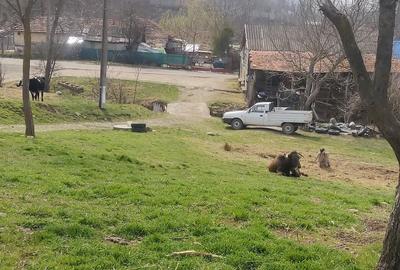 Teren de 2800 mp, în Racovițeni - 2