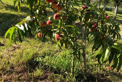 Spațiu comercial, în Șimleu Silvaniei - 1