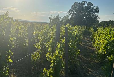 Casă cu 3 camere în Bogza - 3