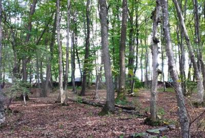 Teren de 3387 mp, în Făget - 4