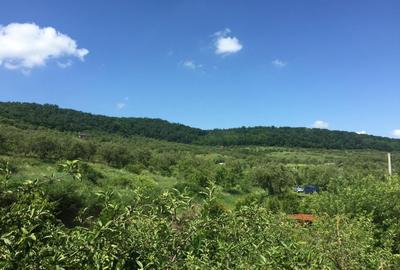 Teren Construcții intravilan de 4500 mp, în Baciu - 1