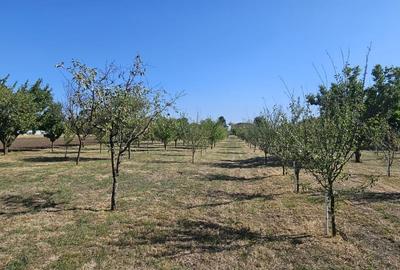 Casă individuală cu 6 camere cu Canalizare în Gelu - 10