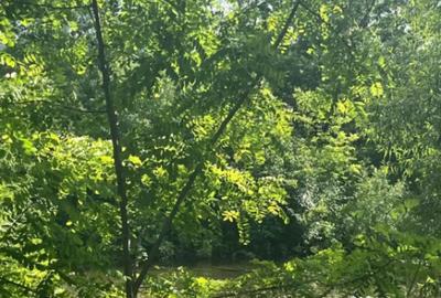 Teren de 10000 mp, în Vicovu de Sus - 1