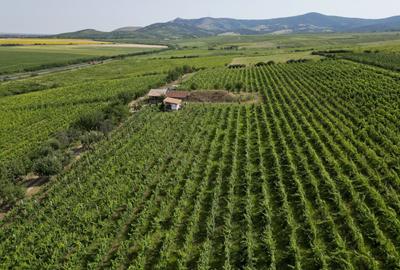 Teren agricol extravilan de 80000 mp, în Covăsinț - 42