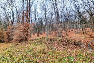 Teren de 500 mp, în Florești