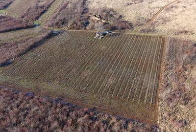 Vita-de-vie Premium  teren de 6800 mp în Covăsinț - 11