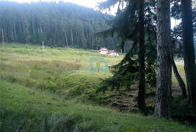 Teren Construcții intravilan de 1500 mp, în Poiana Angelescu - 13