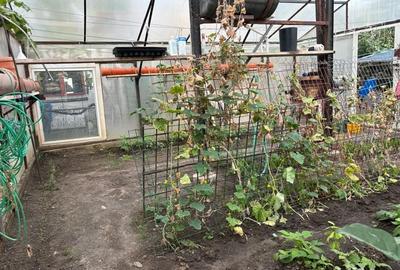 Casă cu 6 camere cu Teren 10000 Mp în Mehala - 2