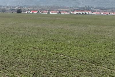 Teren de 10000 mp, în Vernești - 2