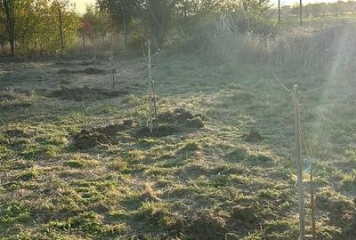 Teren de 920 mp, în Pruni - 1