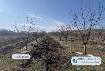 Teren de 675000 mp, în Marghita - 8